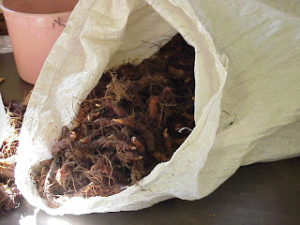 Cover photo for Herbs & Botanicals-Raw Material Supply Update