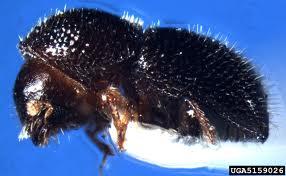 Cover photo for Black Twig Borers: Tiny Insects Pose a Big Threat to Your Trees and Shrubs