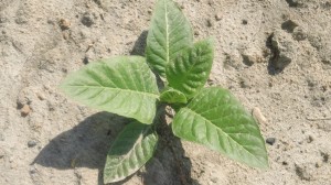 Cover photo for Tobacco Insect Scouting Report. May 21, 2014