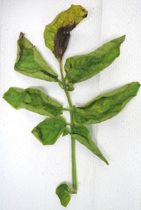 Cover photo for Potato Late Blight Outbreak in Eastern North Carolina