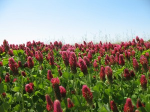 Cover photo for Crimson Clover Cover Crop Seed - AU Robin
