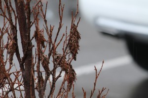 Cover photo for Pest Alert: Bagworms Now Active in Landscapes