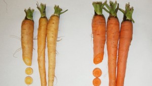 Cover photo for Research on Carrots Will Support Sustainable Production as Well as Human Health Benefits.