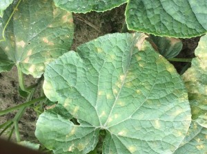 Cover photo for Cucumber Downy Mildew Reported in North Carolina