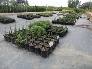 Cover photo for February 13, 2018 Eastern NC Nursery Conference Registration Available Now