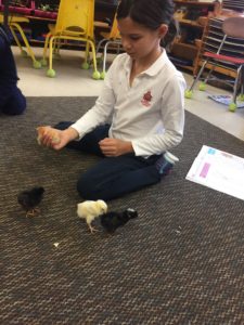 Cover photo for Brunswick County Youth Experience Life Science With Brunswick County 4-H Embryology School Enrichment Program