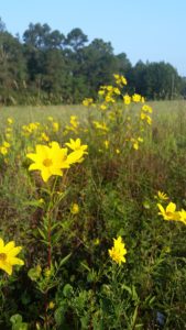 Abundant Yellow Wildflowers