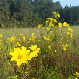 Abundant Yellow Wildflowers