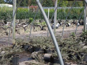 Cover photo for Freshwater Flooding Performance of Container Grown Ornamentals
