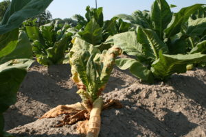 Cover photo for Thrips Flight and TSWV Risk Assessment Report – May 21, 2018