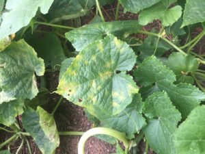 Cover photo for Cucumber Downy Mildew Reported in North Carolina