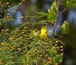 Goldfinch feeding on tall tickseed seeds.