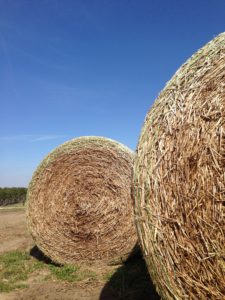 Cover photo for Time to Plan for Submission of Samples to the Southeastern Hay Contest