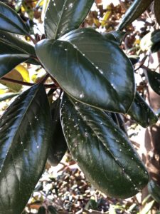 False oleander scale on Magnolia grandiflora. Photo: SD Frank