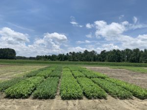 Cover photo for Webinar RECORDING: Mid-Season Soybean Management