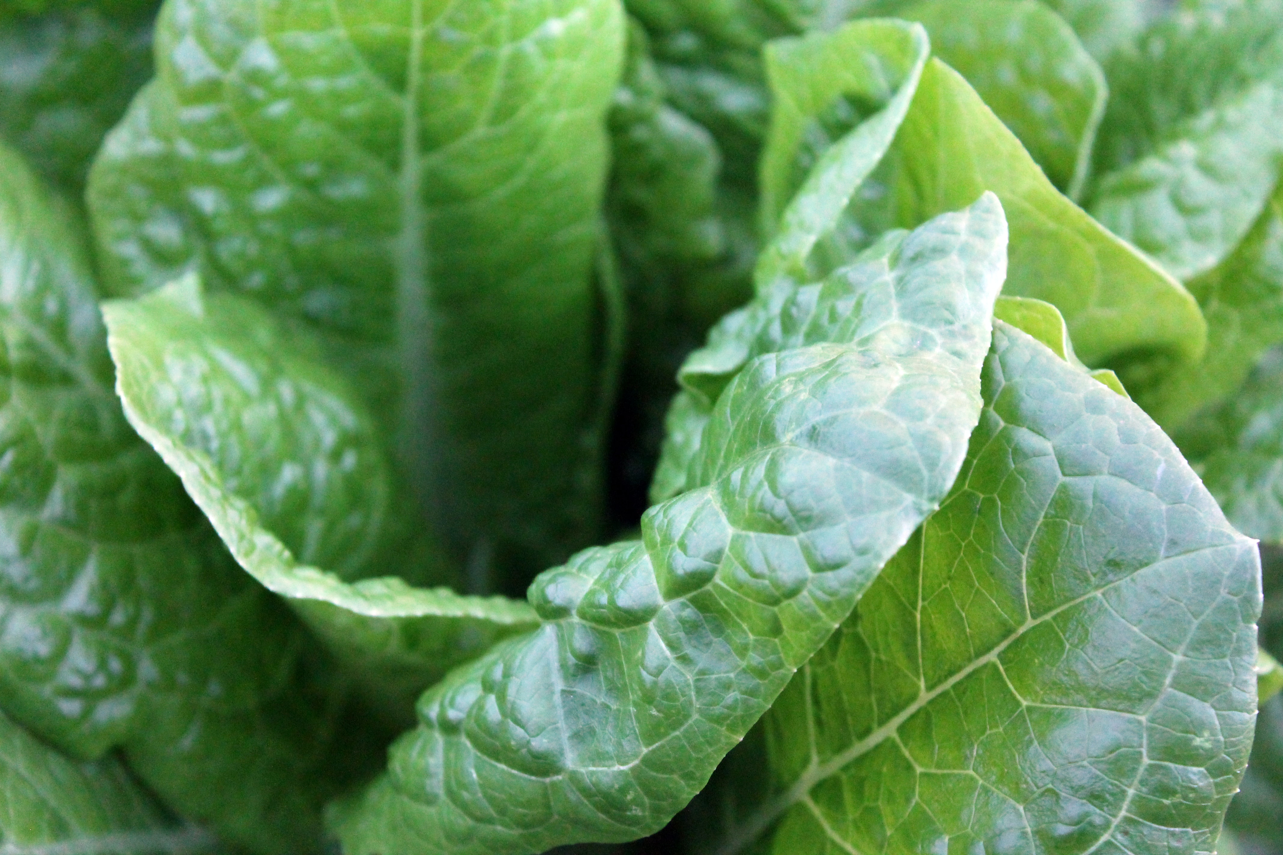 Close up image of lettuce
