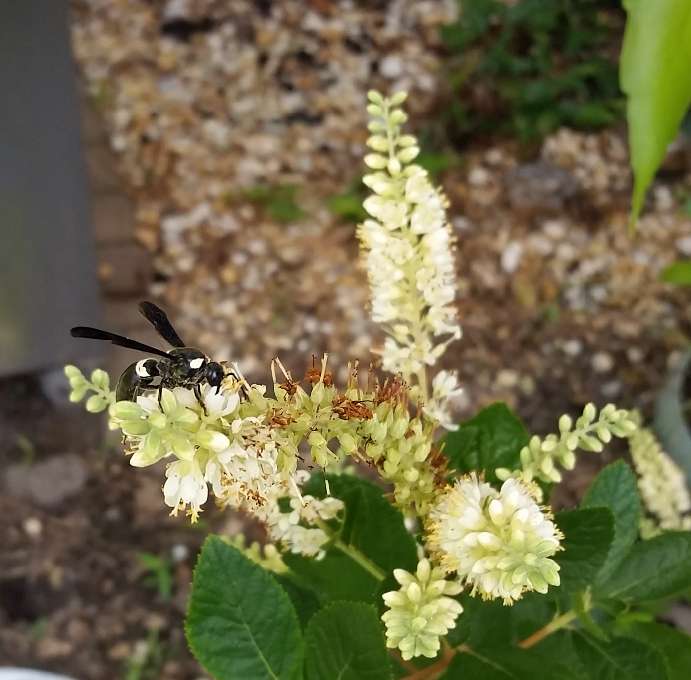 Pollinator landing on Summersweet