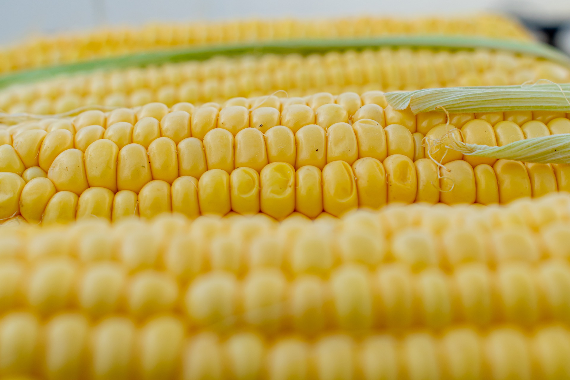 Risky or Not?: Flies and Cooler Corn | Extension Marketing and  Communications