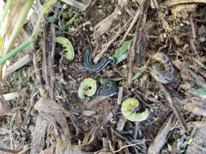 Cover photo for Fall Armyworms March on in the Mountains