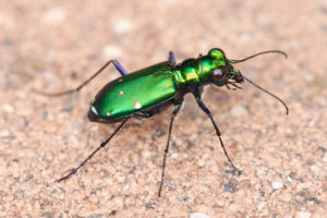 shiny green metallic tiger beetle