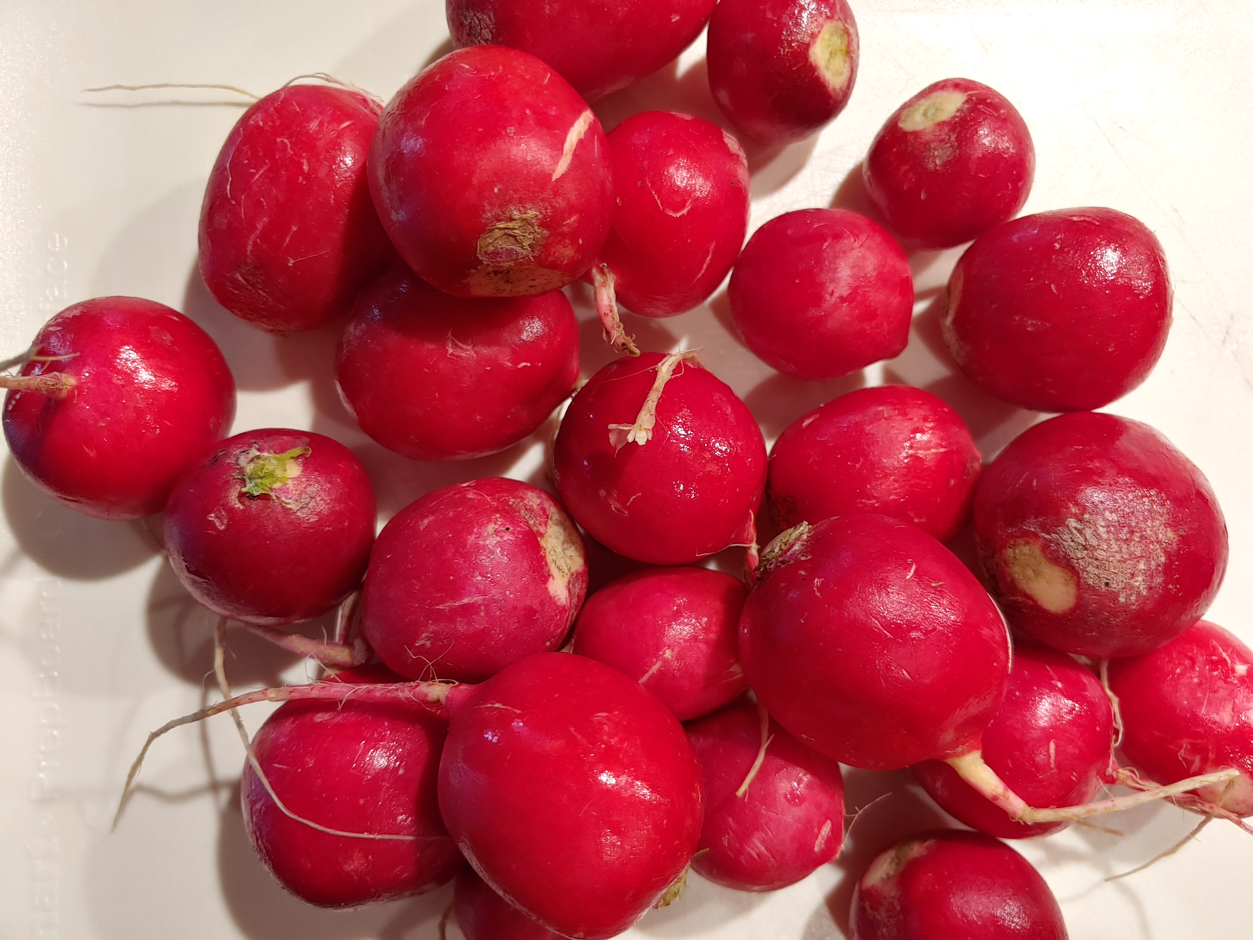 Red Radish Information and Facts