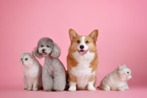dogs and cats in front of pink screen