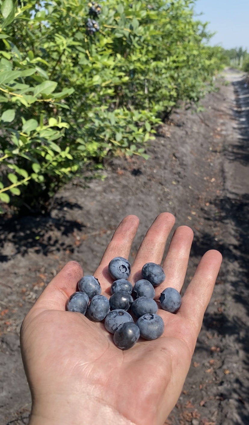 Blueberries in the field