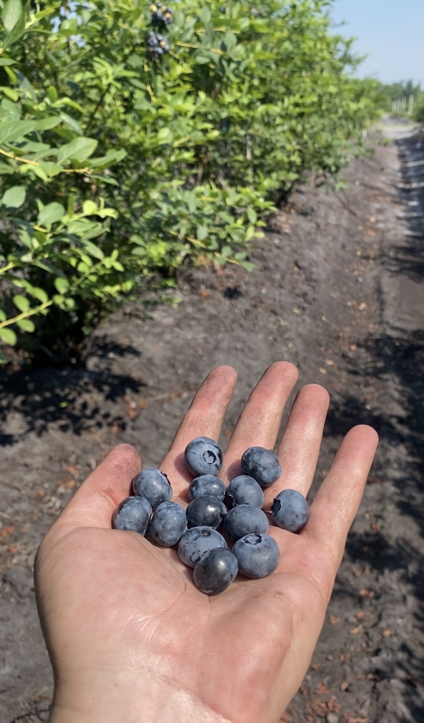 For Pickers, Blueberries Mean Easier Labor But More Upheaval : The Salt :  NPR