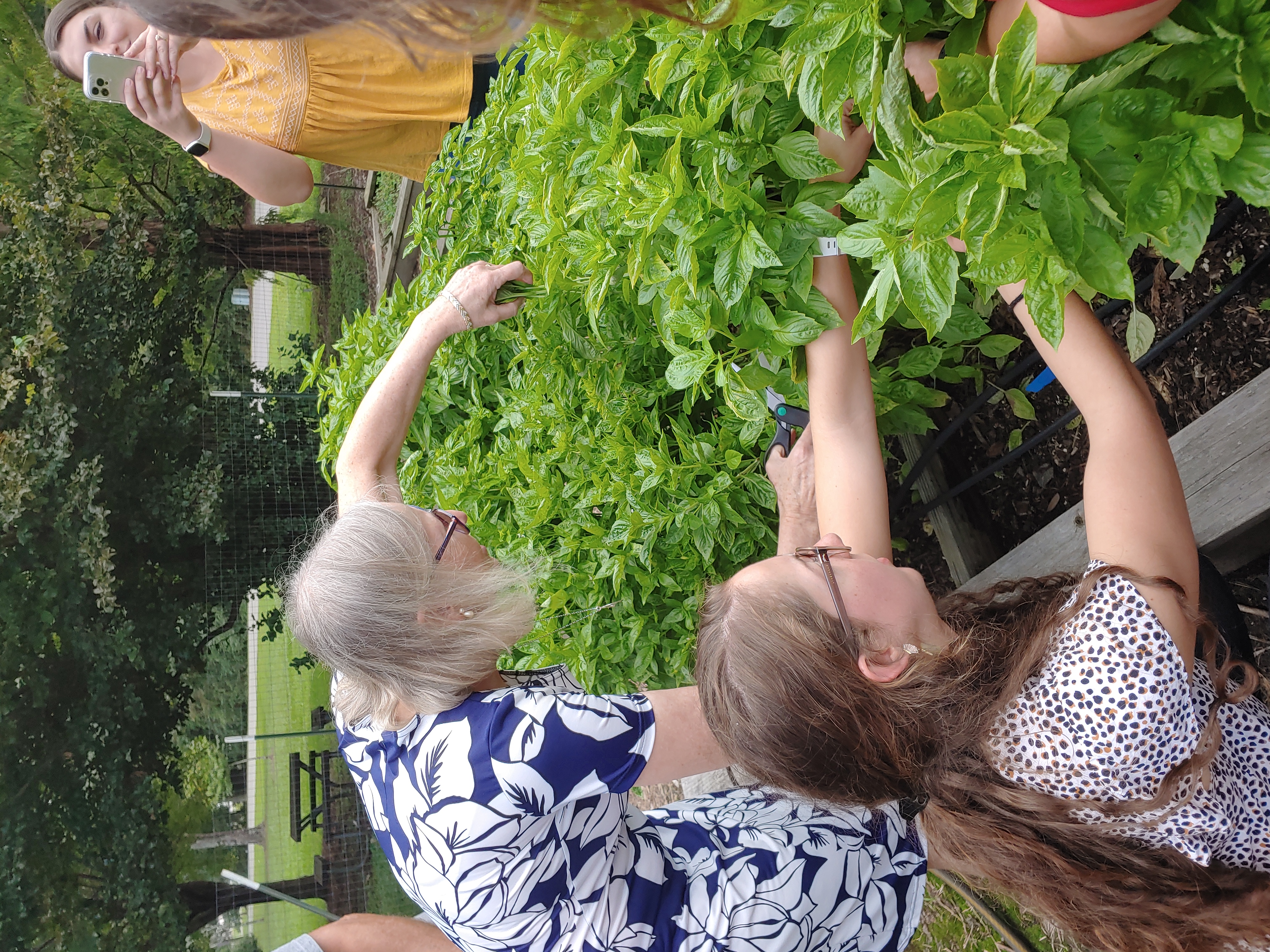 EMFV Maria Knapik and Rachel Bland, Family and Consumer Science Extension Agent cutting basil from the test plot.