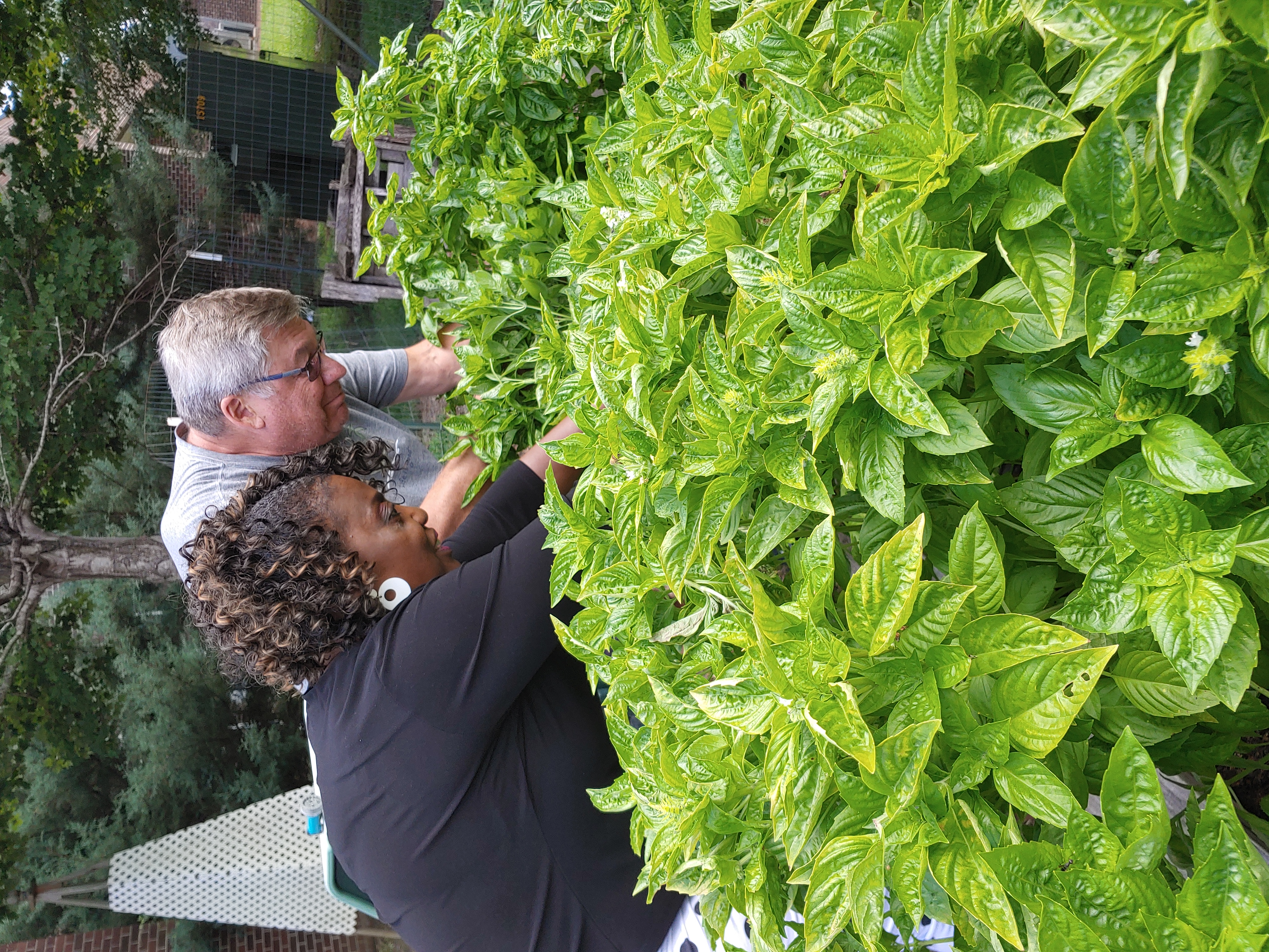 Two people with arms deep in a basil plant.