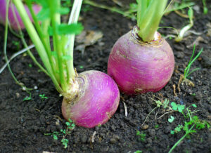 Purple turnips growing in a vegetable garden. Gardening Lightbox