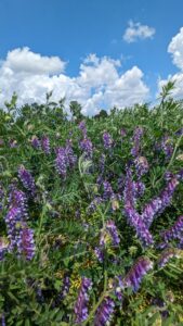 Cover photo for Updates From the Field, Cover Crops and Organic Sunflower