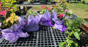 pots of flowers that the youth put together for Mother's Day