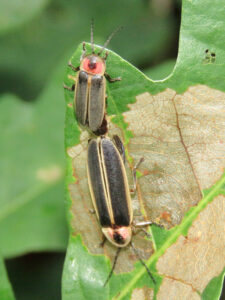 Mating big dipper fireflies