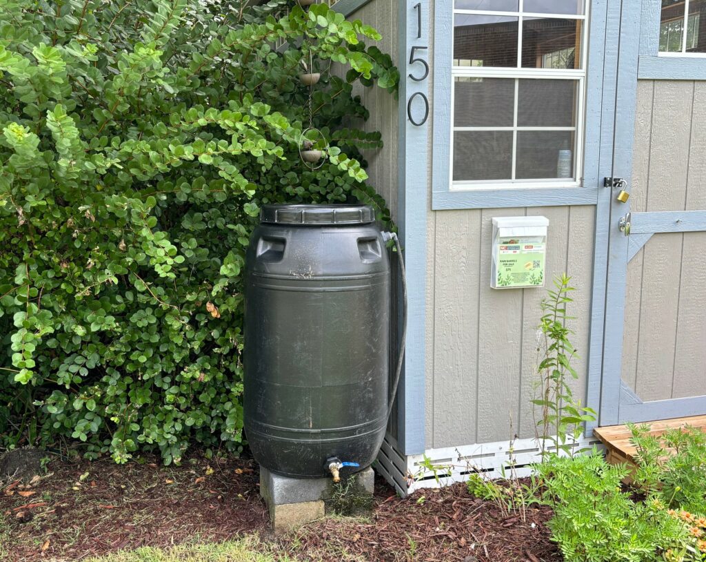 A rain barrel outside of a shed.