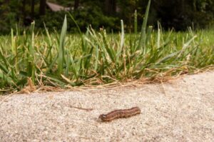 picture of a Fall Armyworm