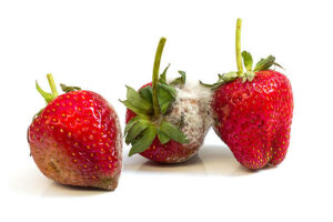 Rotten strawberries isolated on white background