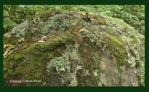 Lichen on boulder