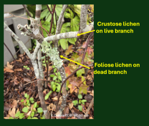 Lichen on shrub