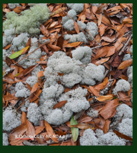 Reindeer moss