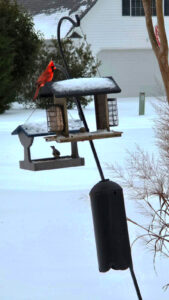 cardinal sitting on a bird feeder in the snow