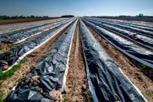 An asparagus field with tarpaulins against the cold