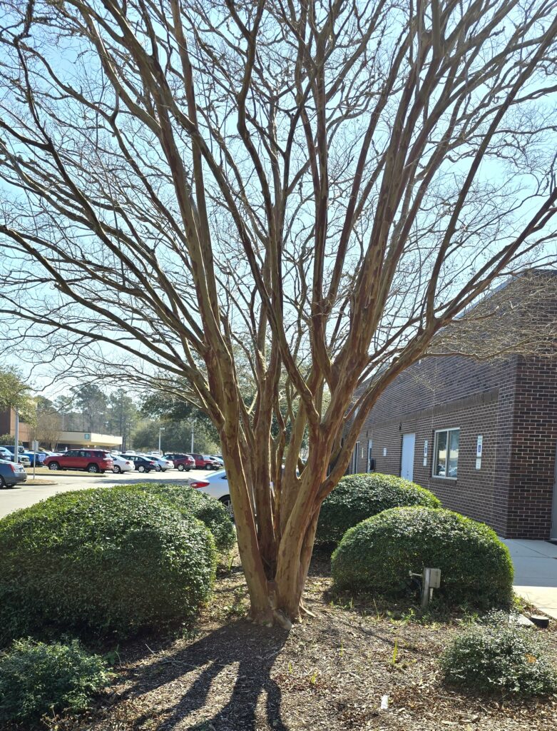 Crape Myrtle in winter