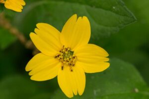 Chrysogonum repens; dogtooth77; CC BY-NC-SA 2.0
