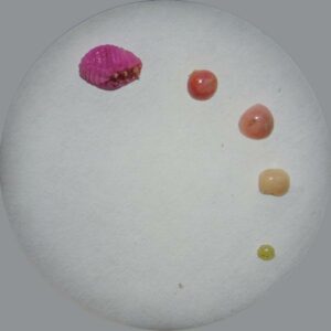 Ground pearl cysts and adult D. S. Reiland
