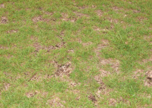 ypical symptoms of ground pearl infestation on centipedegrass include irregular, thinned, chlorotic patches. Turf may die in the winter or never green up in spring. Photo by JC Chong