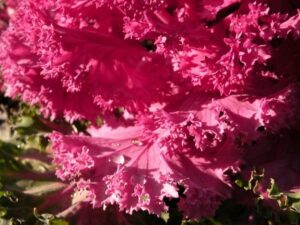 Brassica oleracea flowering kale Mypouss CC BY 2.0