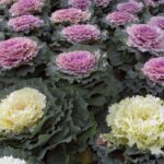 White and purple ornamental kale plants Terren CC BY 2.0