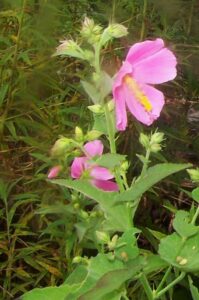Flower, Buds, Stem - Aug - Durham Co., NC Girish Bhatt CC BYNC- SA 4.0