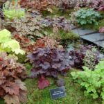 Heuchera cultivars Andy Mabbett CC BY-SA 3.0